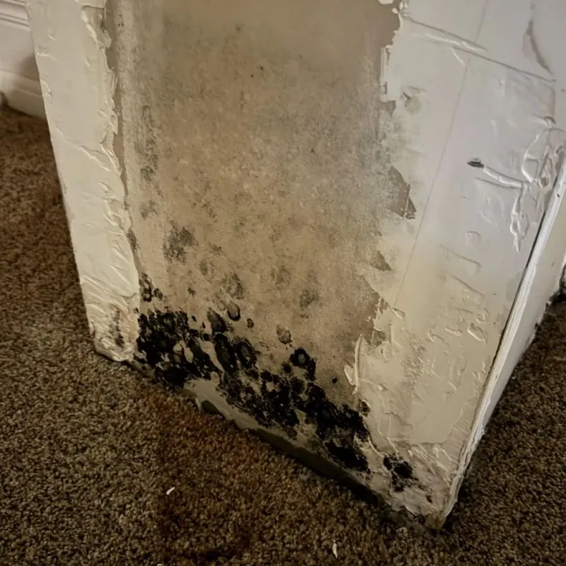 Professional Mold Removal in Robeson County, NC
